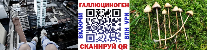 где можно купить наркотик  Гусев  blacksprut онион  Галлюциногенные грибы Cubensis 